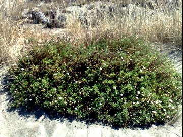 Un pulvino di margherite sulla sabbia - Anthemis sp.